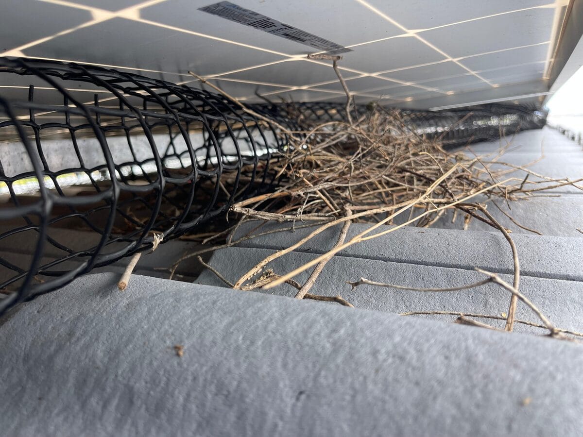Black plastic bird mesh run along the edge under a solar panel while still folded in a roll, with a pigeon nest built hard against it.