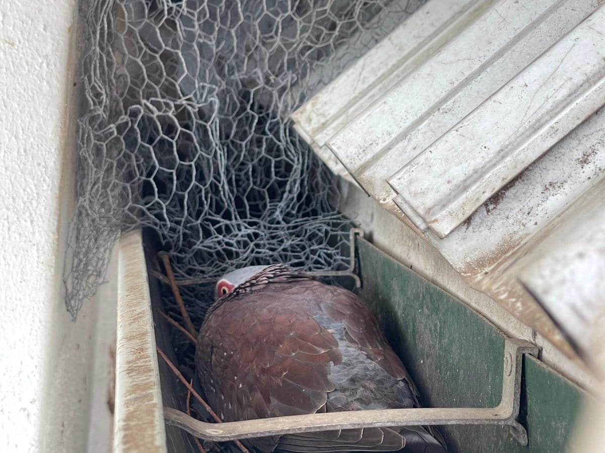 Wire mesh fitted across a roof opening by another company, with a pigeon nesting behind it because the wrong product was chosen for the bird.