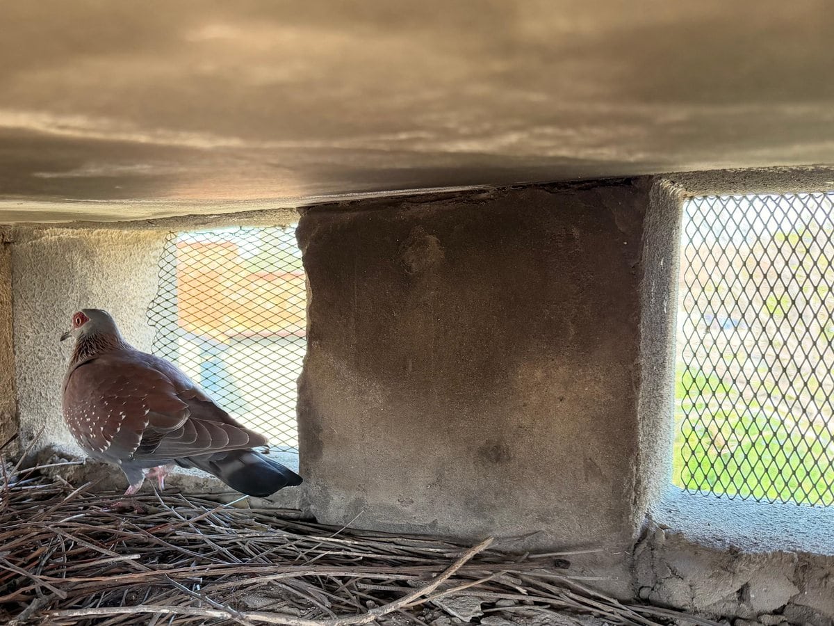 A Speckled Pigeon nesting inside a chimney, behind the mesh barrier it pushed past.