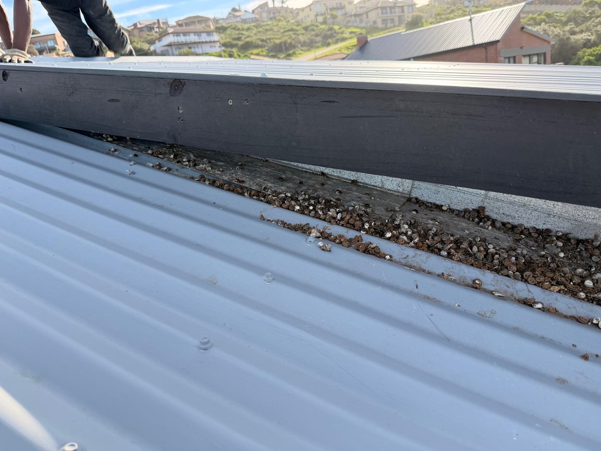 A roof valley and box gutter packed with pigeon droppings before cleaning, on a Garden Route home.