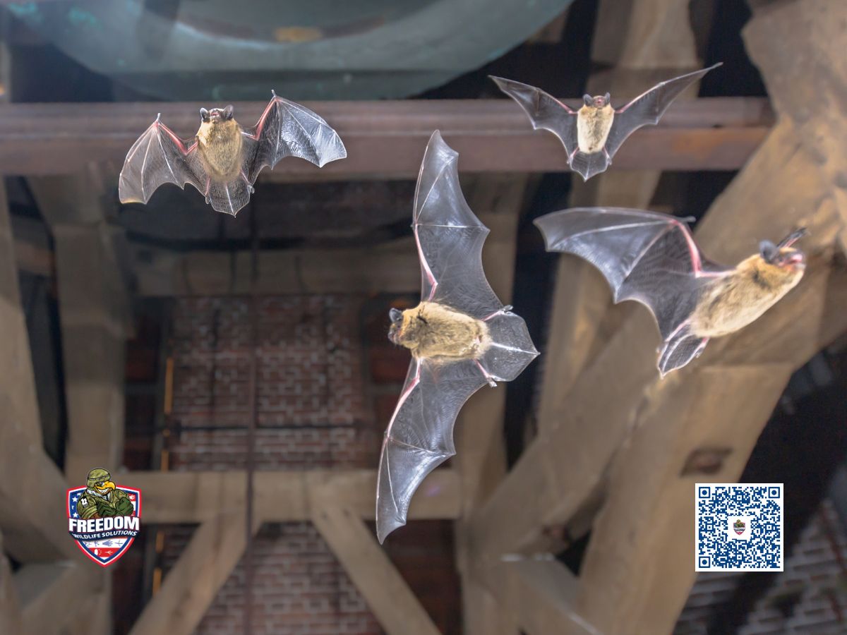 Signs You Need to Call a Professional Bat Removal Company