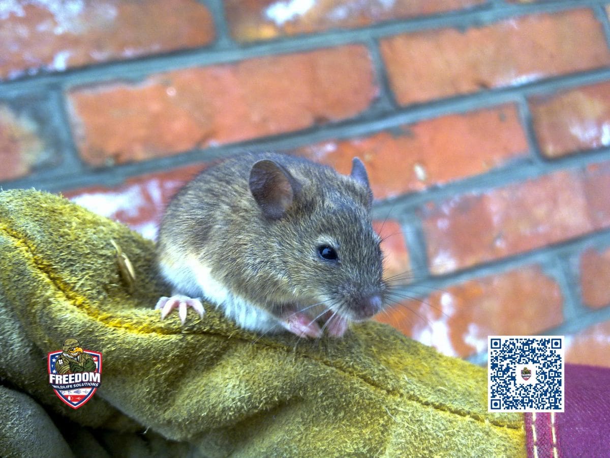 How to get rid of rodents