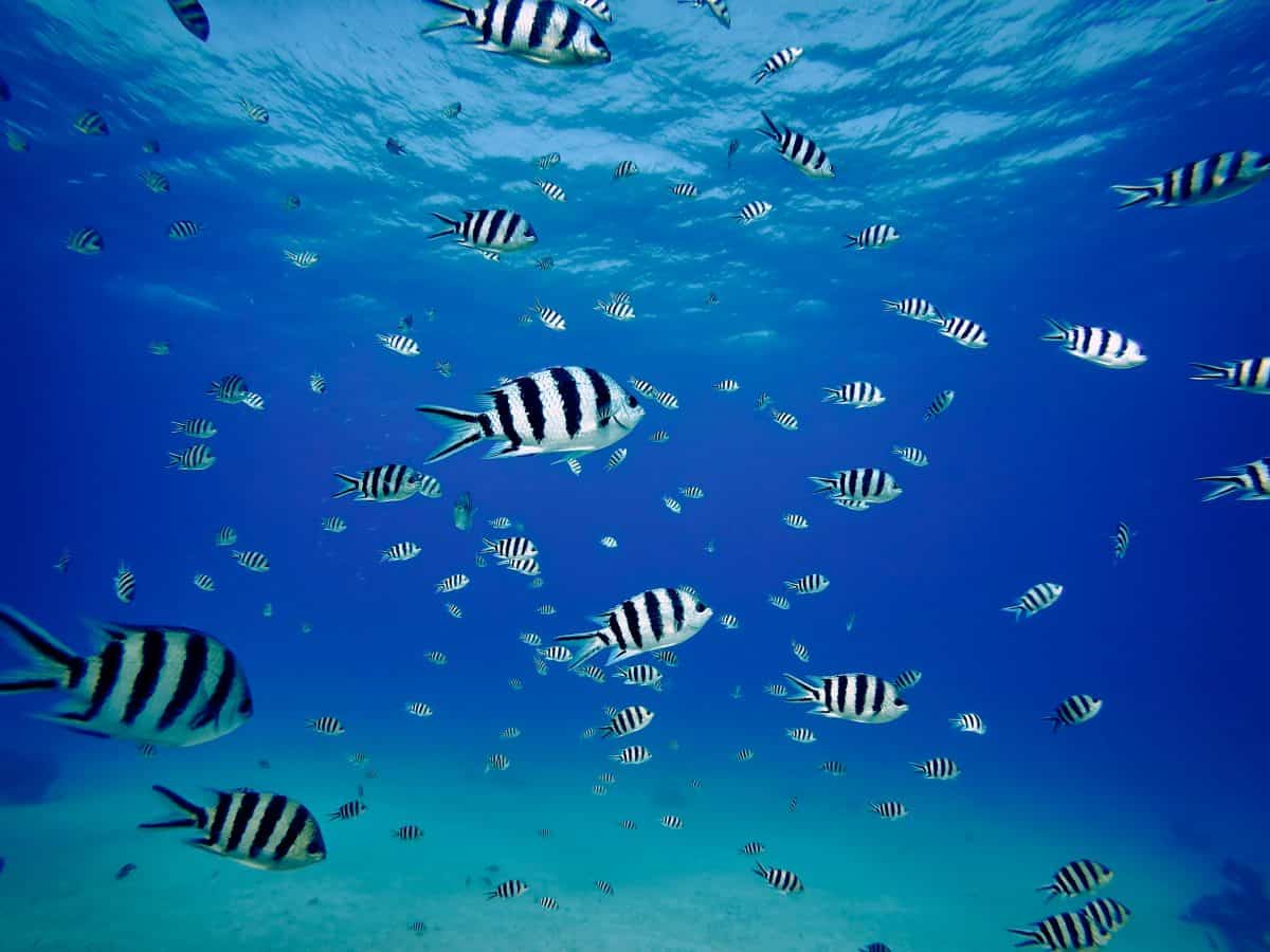 Damselfish