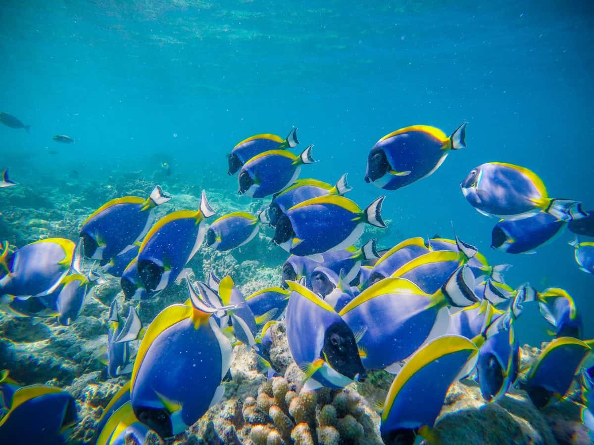 Powder Blue Tang