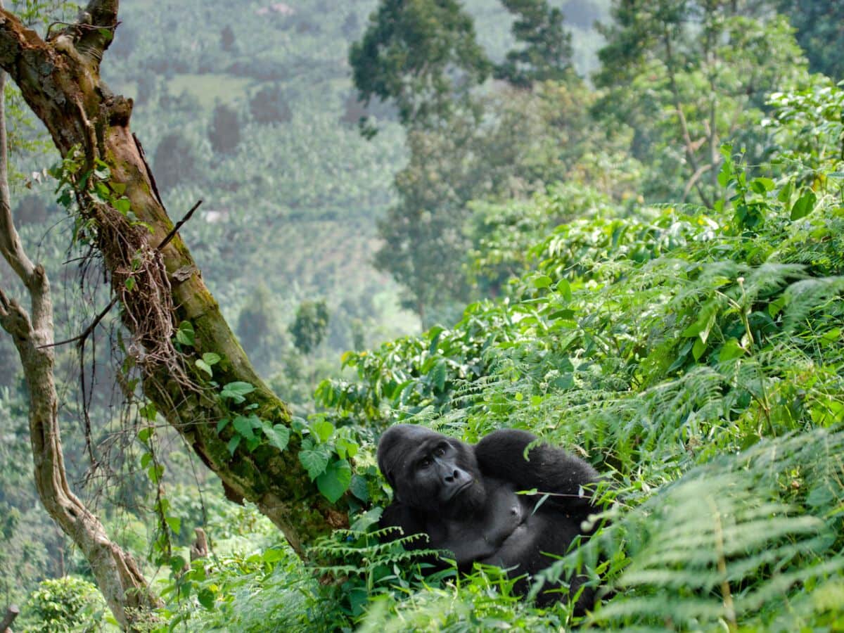 Rwanda's Wildlife Conservation