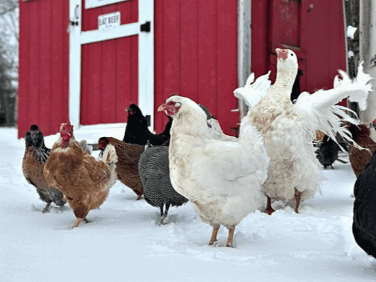 How to Treat Frostbite in Birds