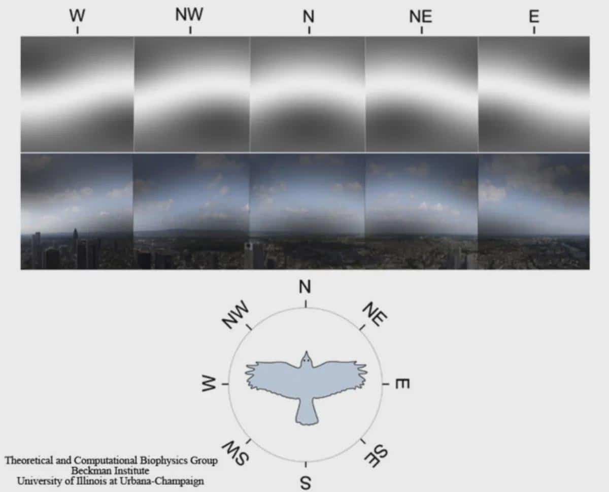 How Do Birds Sense Magnetic Fields