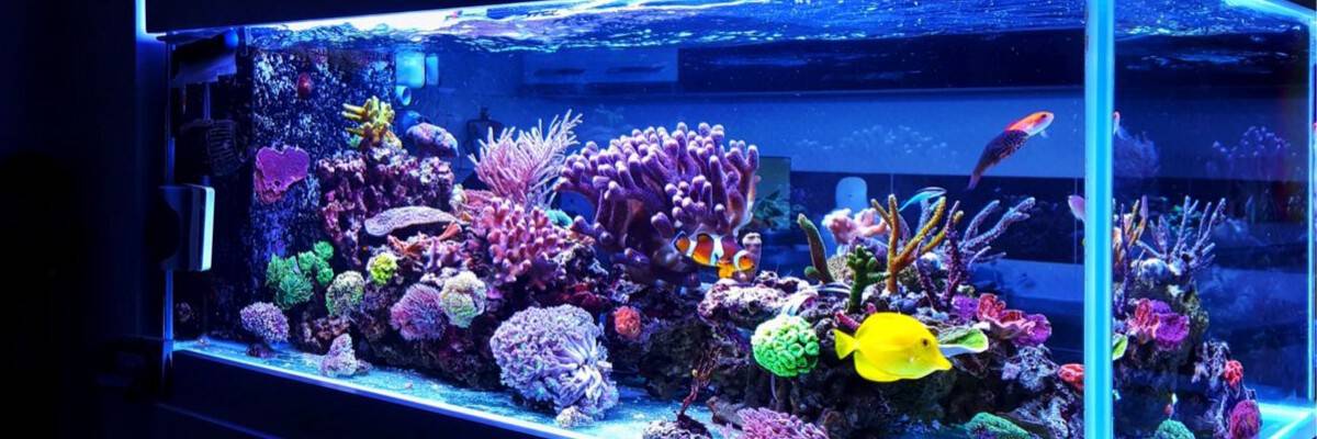 海水水槽を維持するための平均コスト6