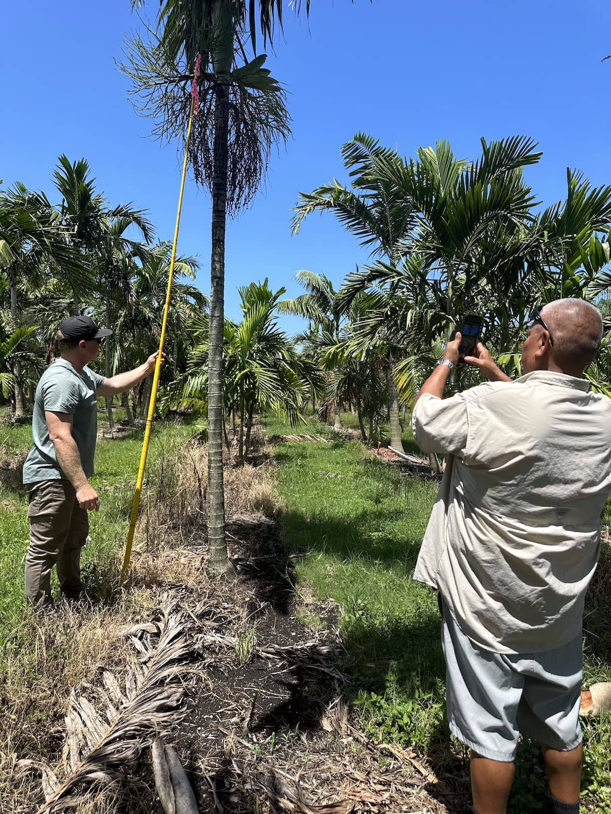 Tree assessment and tree removal Boynton Beach by Tree Maid