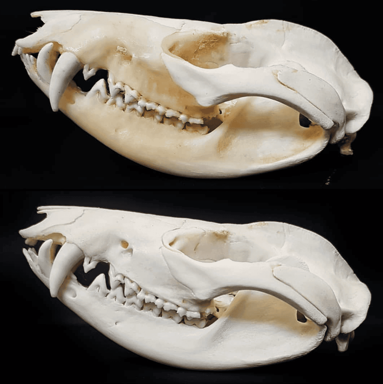 how to degrease bones