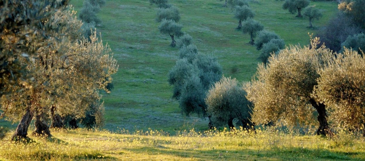 Baeturia_1929-clara-scaled-e1756023442878 (1) Baeturia_1929-clara-scaled-e1756023442878 (1)