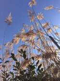 Allergies saisonnières et santé naturelle. - Ateliers de naturopathie à Mouans-Sartoux