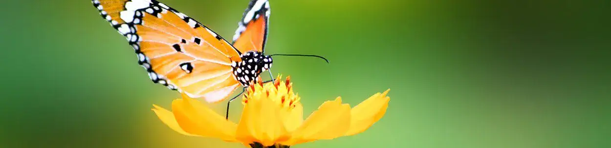 butterfly on a flower