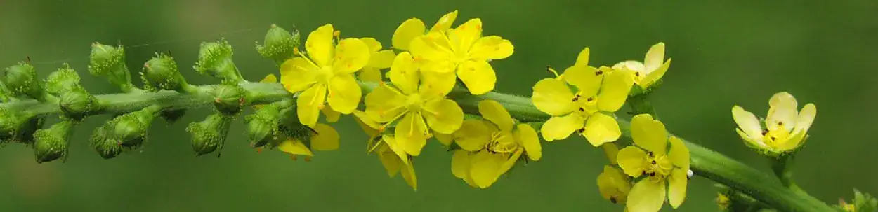 yellow flowers on a stem