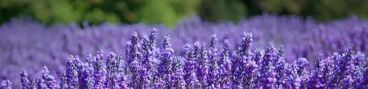lavender field