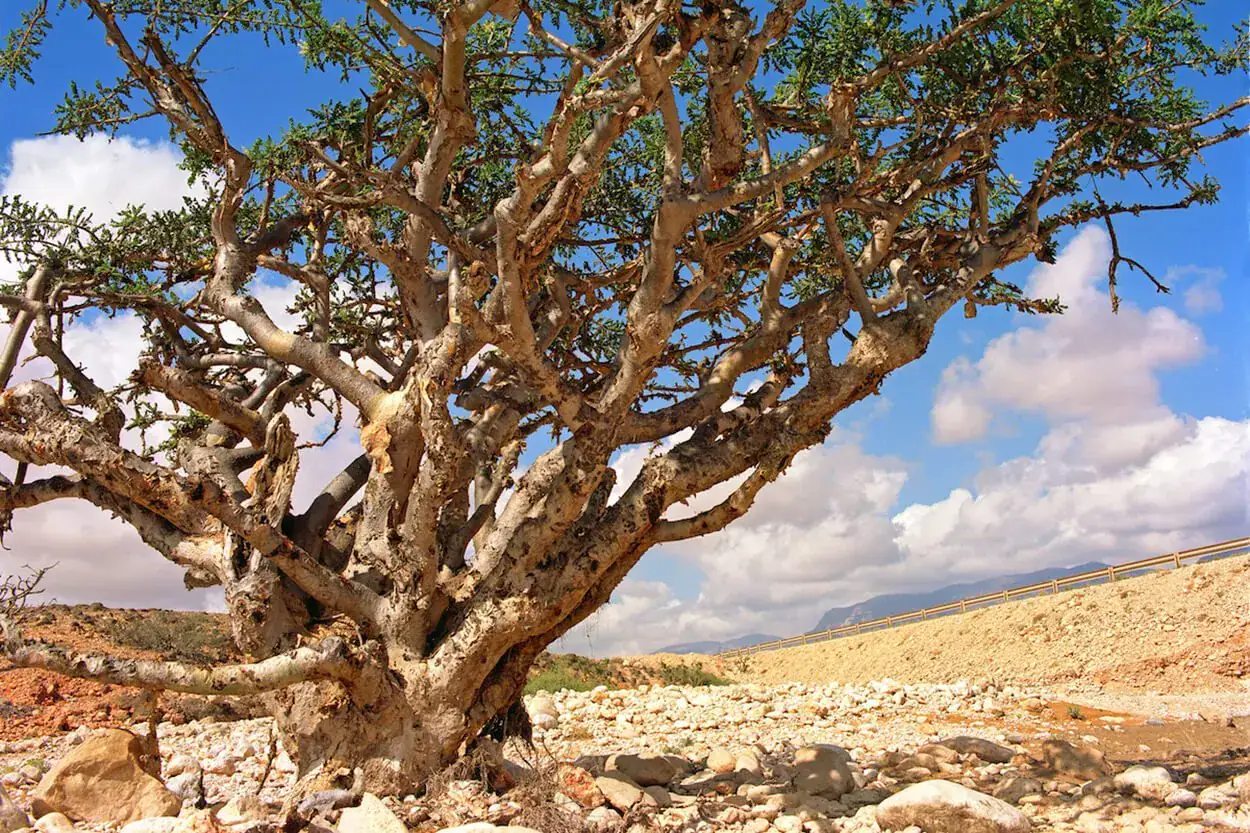Frankincense