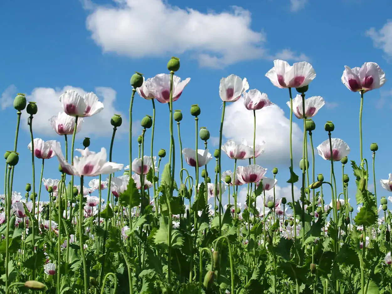 SNHS-herbal-flowers