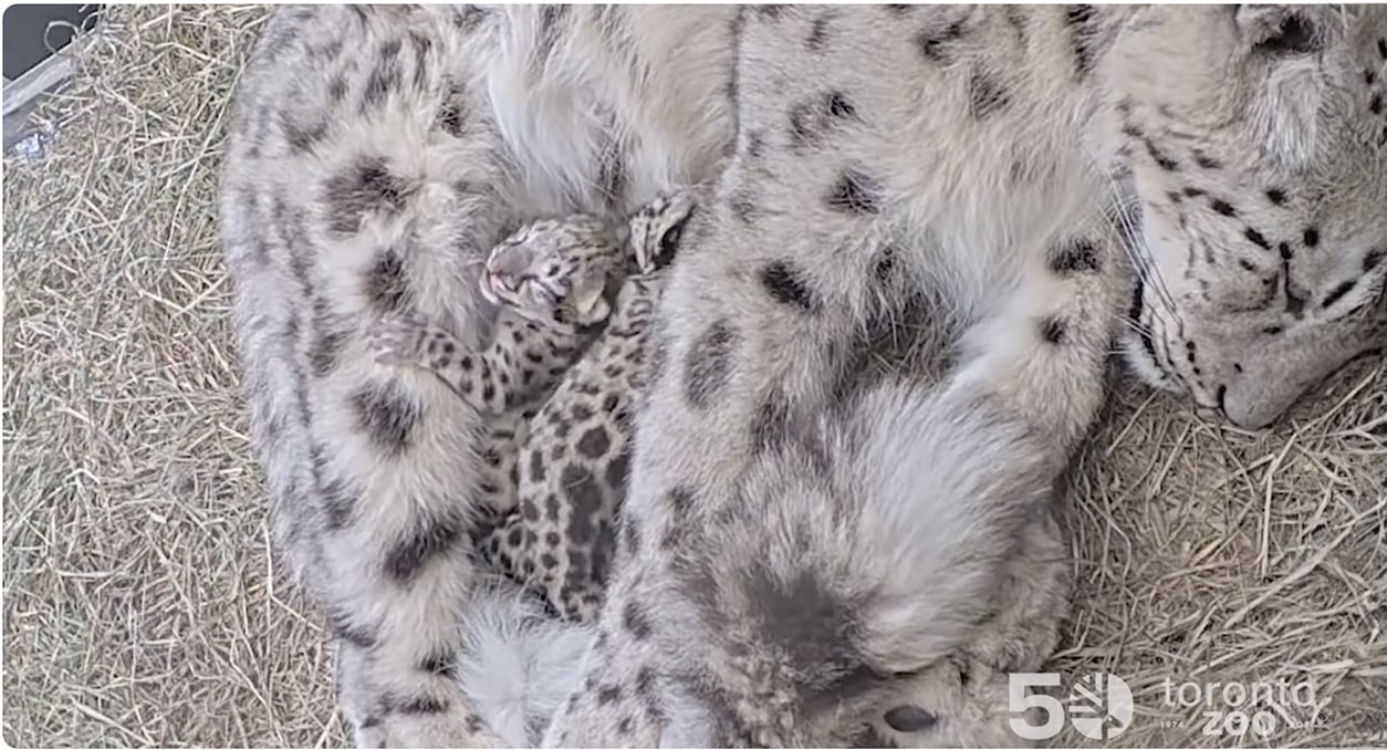 Two snow leopard cubs have been born at Toronto Zoo! Watch video!
