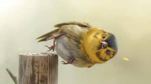 Bird Keep Falling off His Perch