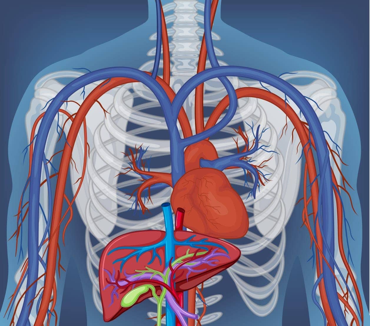 Photo shows Blood Circulation