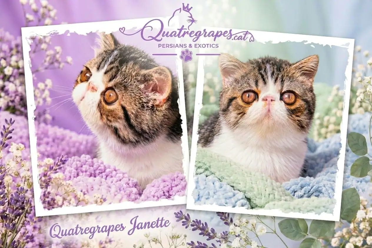Quatregrapes Jannet