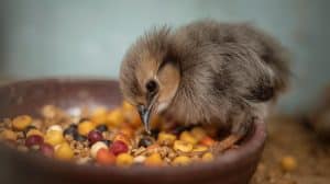 Bird Chick Care