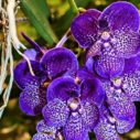 vanda