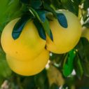 pomelo cukrove