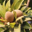 zapota
