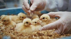 Bird Chick Care