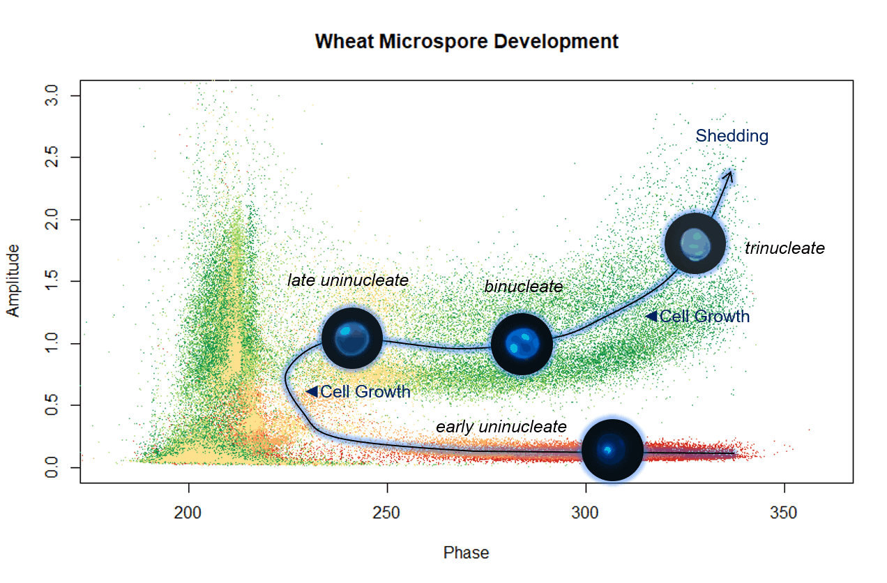 a graph showing the developmental stages of wheat microspores