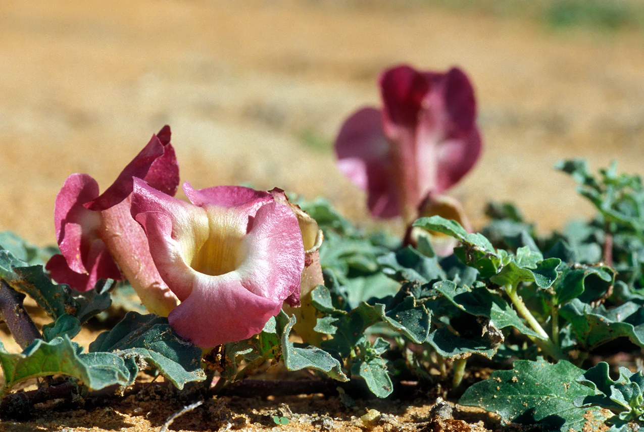 How long does Devil’s Claw stay in your system?