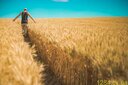 В 2,5 рази більше,ніж торік,зібрали зерна на Черкащині В 2,5 рази більше,ніж торік,зібрали зерна на Черкащині