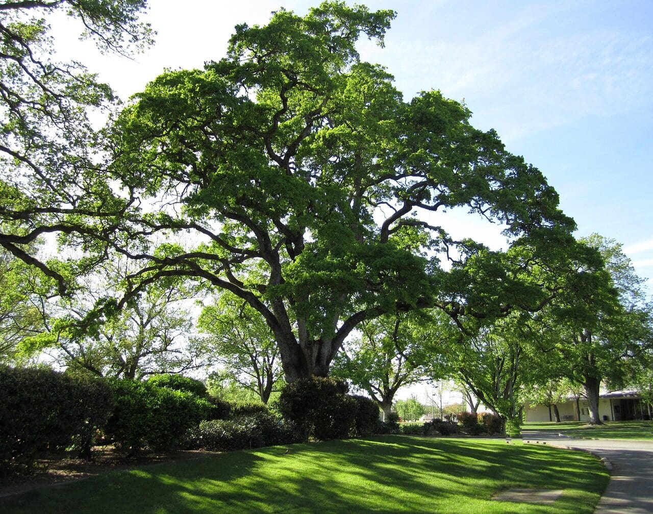 tree, nature, oak tree, live oak, green, landscape, oak tree, oak tree, live oak, live oak, live oak, live oak, live oak tree trimming, live oak trimming, tree service near you, tree cutting, live oak tree service