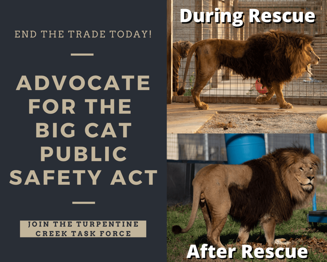 Put-an-End-TO-The-TRade