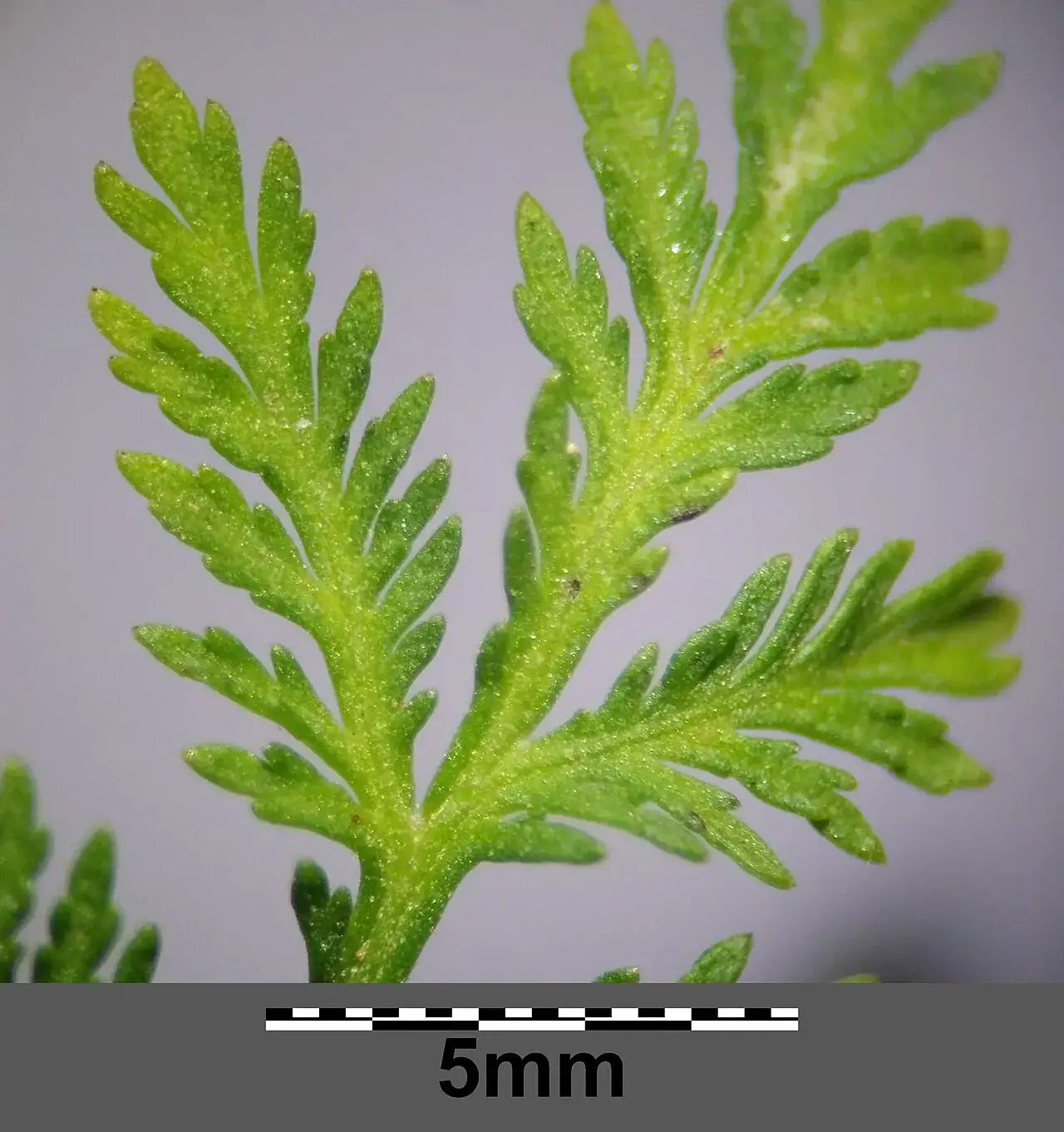 Fein gefiedertes Blatt von Artemisia annua mit Maßstab