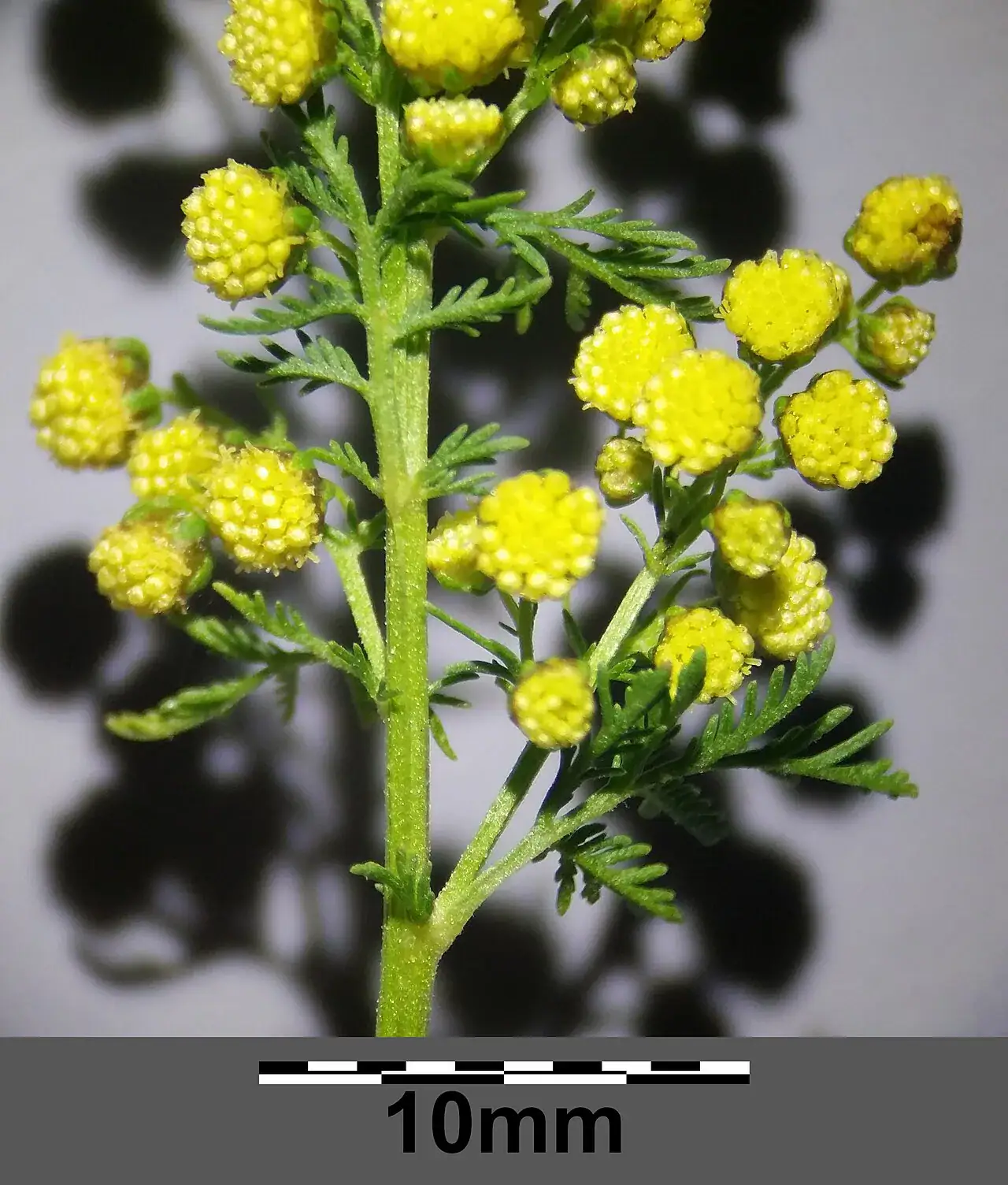 Gelbe Blütenkörbchen von Artemisia annua mit Maßstab