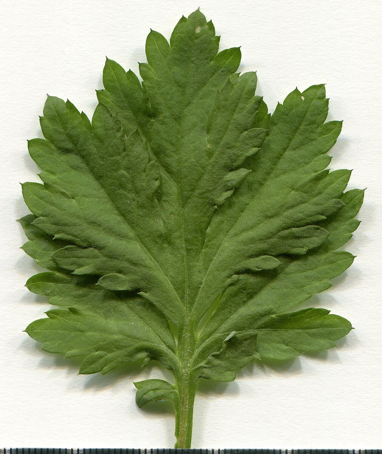 Blatt des Gewöhnlichen Beifußes, breit und tief gelappt