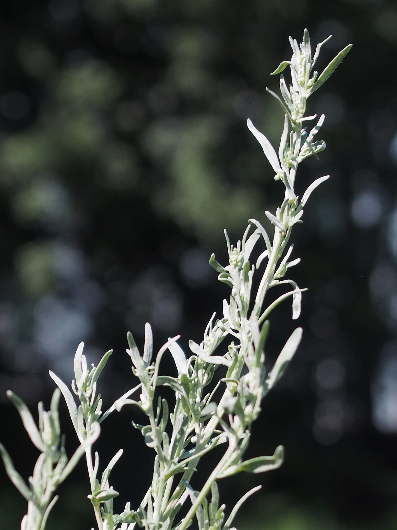 Silbrig behaarter Trieb des Wermuts mit Knospen