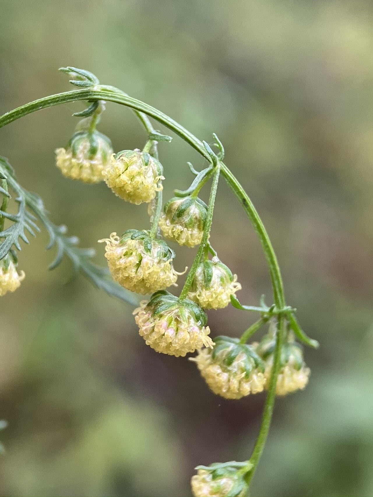 Artemisia-annua-Pflanze mit feinem Laub im Freiland