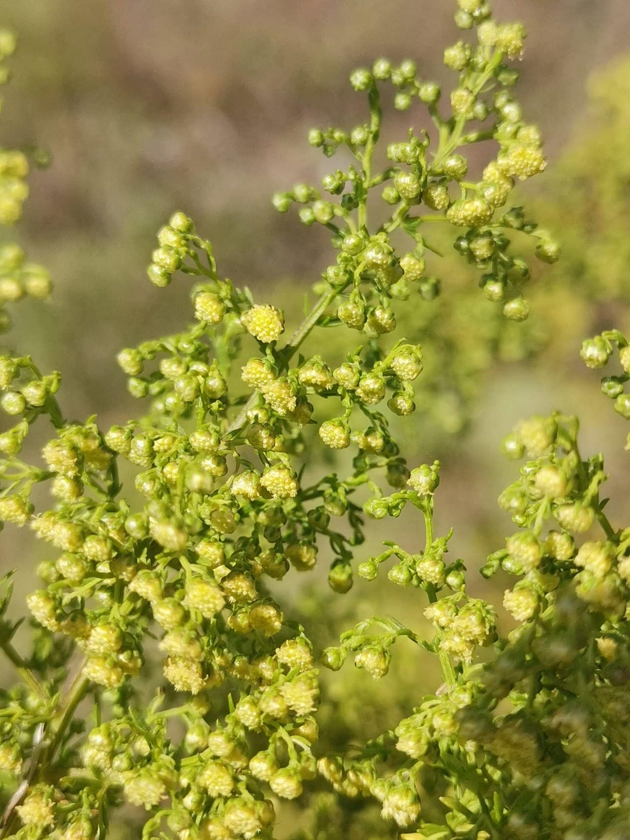 Dichte, gelbgrüne Blütenrispe von Artemisia annua mit hunderten winziger Körbchen