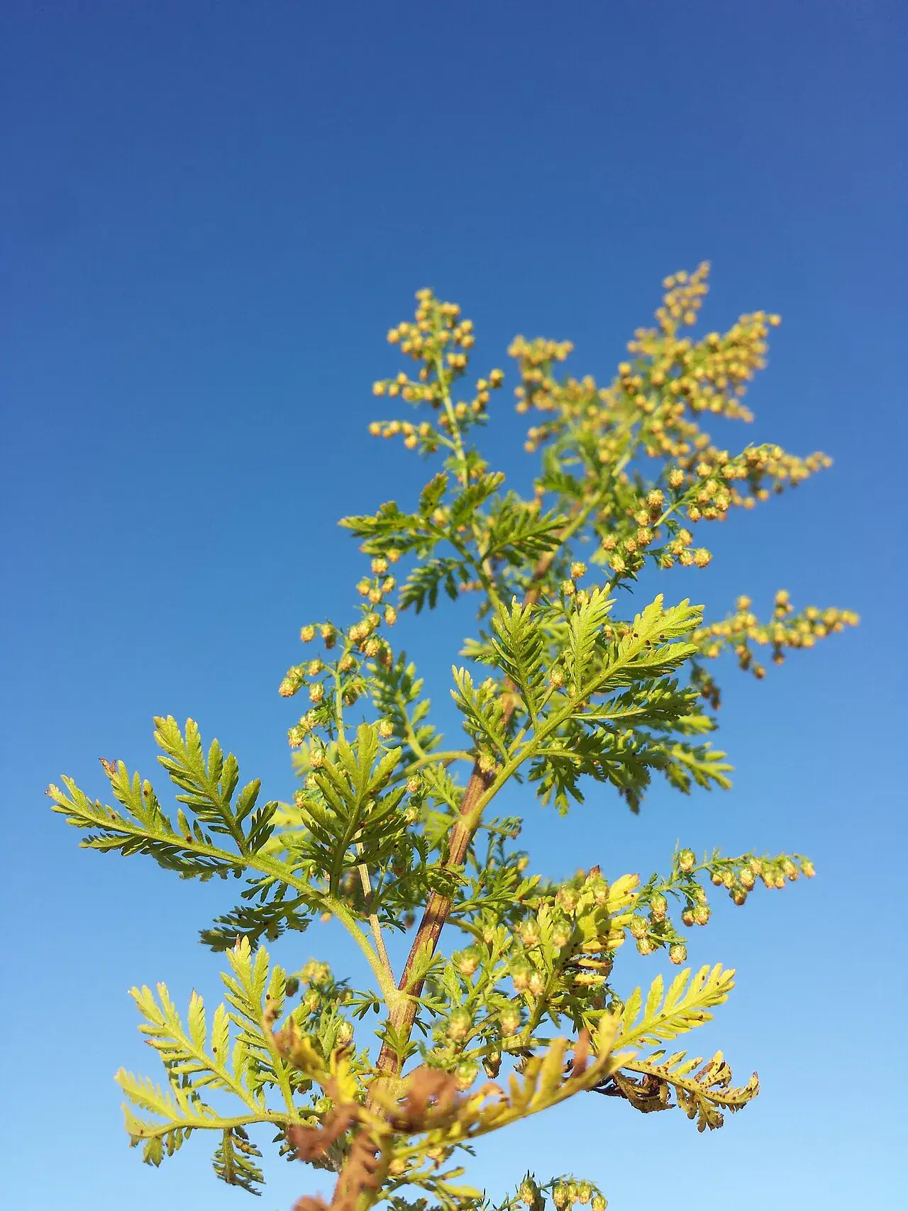 Blühender Trieb von Artemisia annua vor blauem Himmel