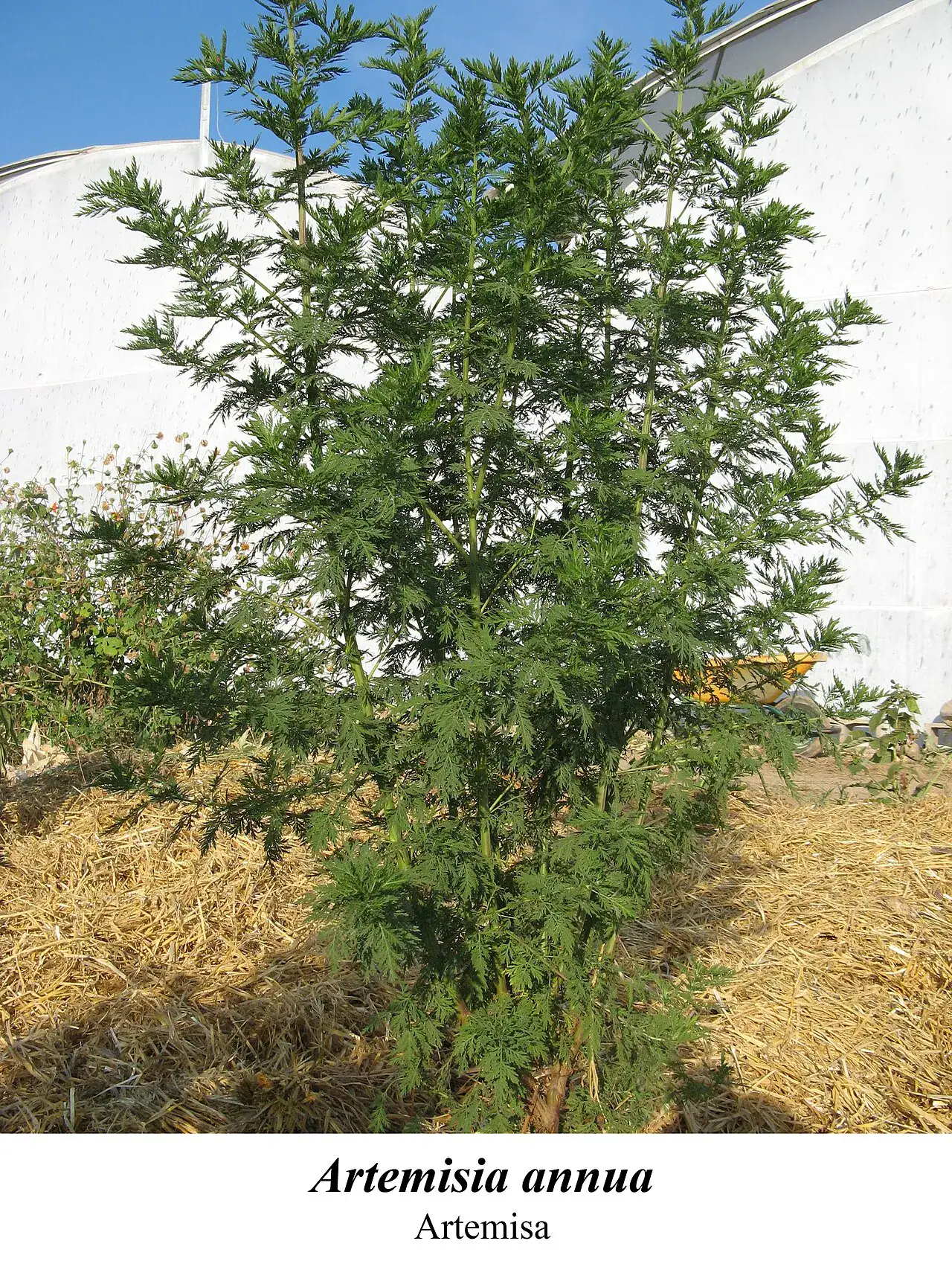 Ausgewachsene, stark verzweigte Artemisia-annua-Pflanze von etwa zwei Metern Höhe
