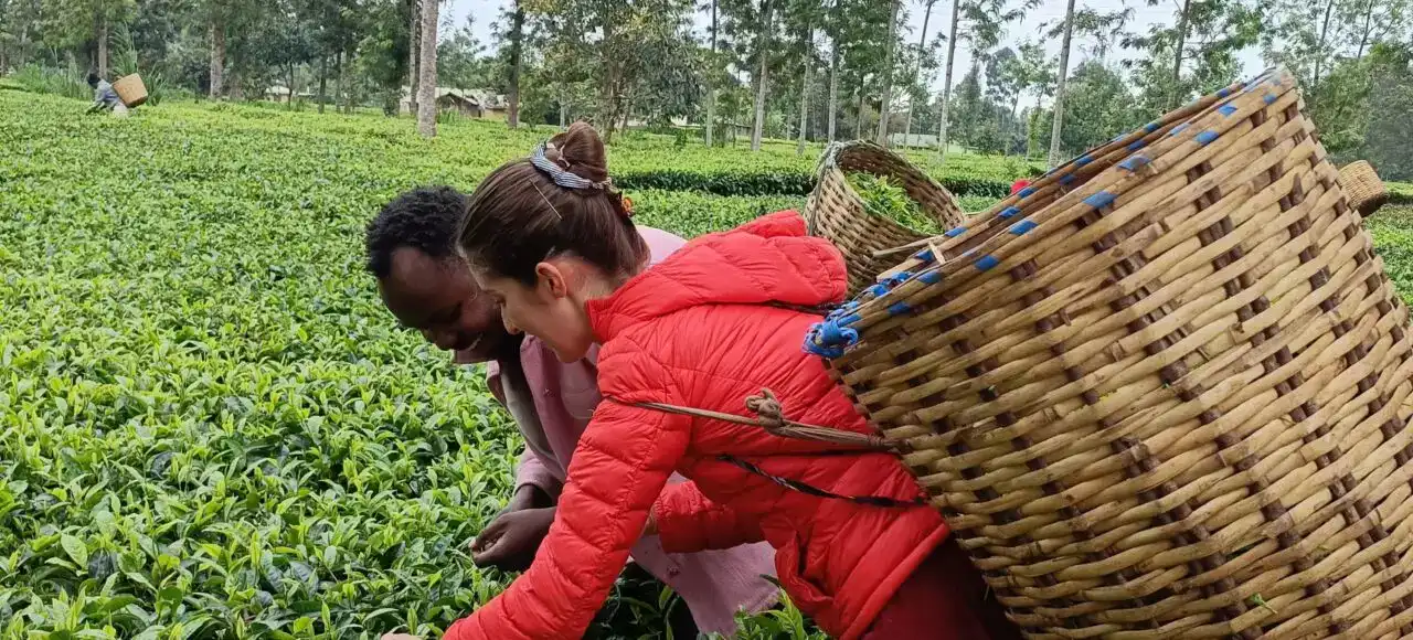 Sustainable tea farming in Kenya with local community members picking tea