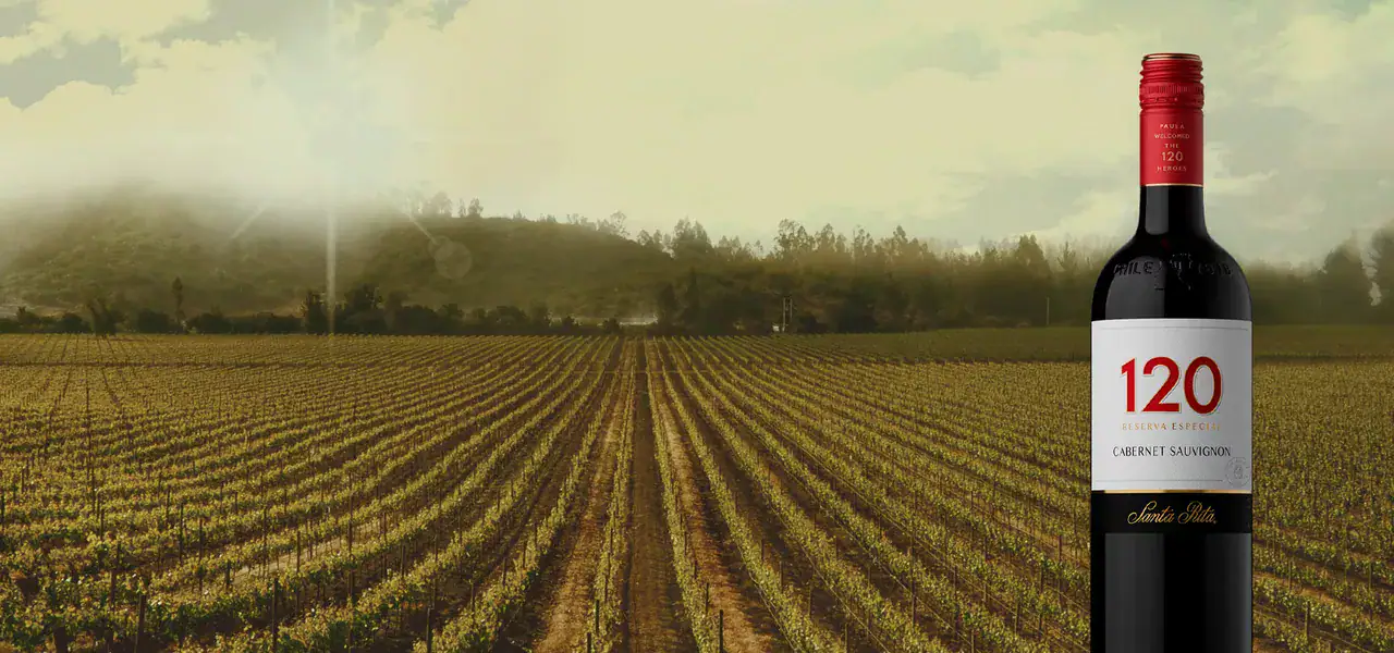 Vinhos chilenos - Cinco rótulos que você deve levar do Chile
