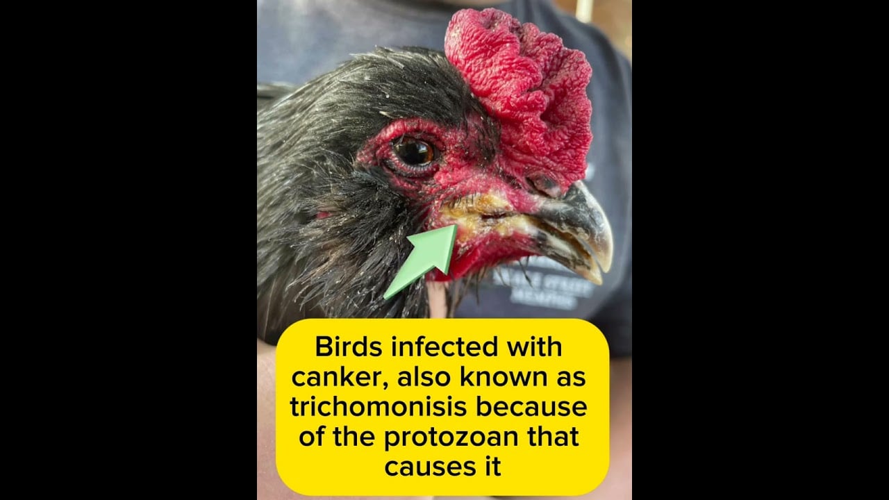 What is Canker Disease in Birds