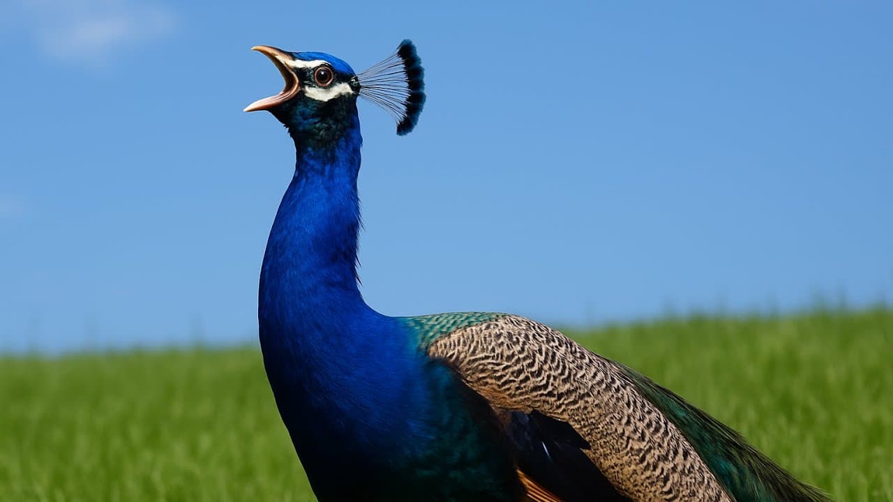 What Noise Does a Peacock Bird Make