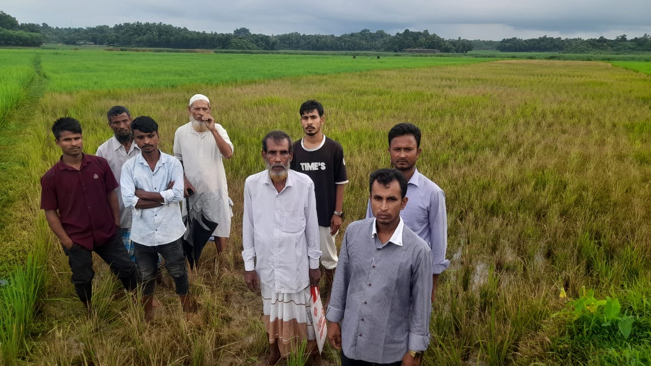 রামুতে কীটনাশক ঔষধ সিটিয়ে রোপনকৃত সবুজ বেষ্টনীতে গড়ে উঠা ধান গুলো নষ্ট করে দিল দুর্বৃত্তরা।