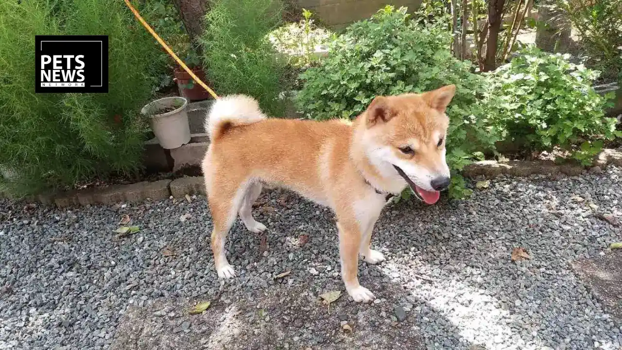 After Kumamoto's Deadly Earthquake, a Race Begins to Reunite Terrified Pets With Their Families