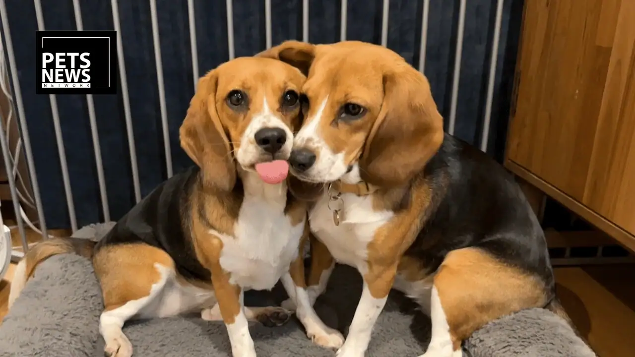 Alfie and Bailey Turn Two: The World's First Allergy-Free Beagles Are Thriving, Say Scientists
